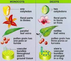 Entry 5 Plant Science Biology Plants Teaching Biology