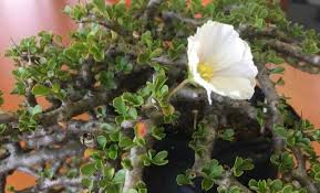 Image result for Monsonia senegalensis