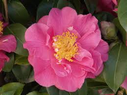 Kumasaka Camellia S Spectacular Bright Rose Pink Double Blooms Are Displayed Against Glossy Dark Green Foliage Colorf Camellia Plant Camellia Shade Plants