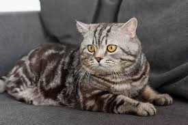 Halter können ihr tier bei neuen situationen unterstützen und somit willkürliches pinkeln verhindern. Die Katze Pinkelt Auf Das Sofa Katzenwelt Net