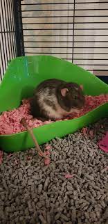 Litter box training a pet rat has many advantages. Why Must You Always Eat In Your Litter Tray Rats