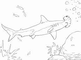 Aug 12, 2013 · children have also developed a liking for them and as a result they love to read stories involving them or fill up shark coloring pages with attractive colors. Pin On Art Projects