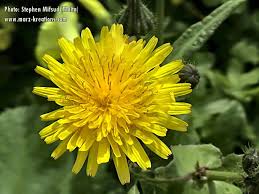 Image result for Sonchus friesii