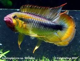 Image Result For South American Cichlids Yuzgec Hayvanlar Akvaryum