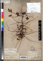 Image result for Rourea orientalis