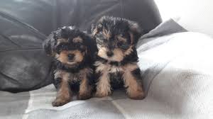 Morkie pups ready now, gorgeous play ful non shed pups mother can be seen with puppy's! Morkie Poo Puppies Wolverhampton West Midlands Pets4homes