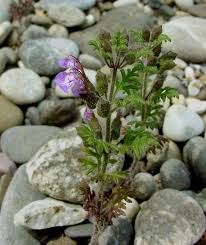 Image result for Equilabium petiolare