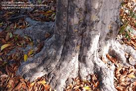 Image result for Schrebera