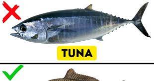 Here are 10 popular types of fish to eat & add to your diet. 9 Kinds Of Fish You Shouldn T Eat