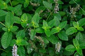 Image result for Platostoma sp. no. 2