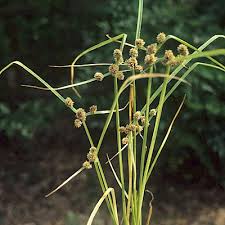 Image result for Cyperus spiralis