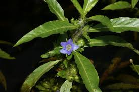 Image result for Hydrolea brevistyla