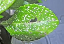 Image result for Euonymus Scale
