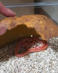 However, snakes are not difficult pets to keep at all, and providing that you do your research and ensure that you have everything that you need, the daily and weekly care required of snakes is not. Aengdu Txt Wiki Fandom