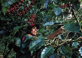 The Problem With Fair Trade Coffee