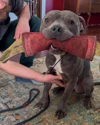 Easton Hutton (@304canine) • Instagram photos and videos