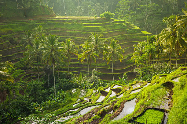 Ubud Travel Guide: Explore Culture, Temples & Rice Fields - Tour Bali Driver