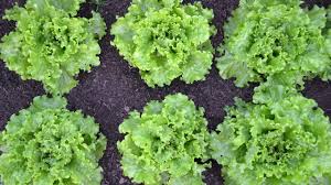 Schade, dass auch schnecken ihn so gern haben. Batavia Salat Tipps Zu Anbau Und Verwendung Utopia De