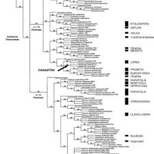 Image result for Panicum monticola