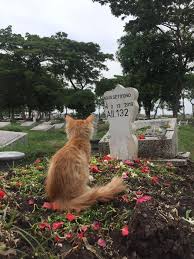 Kehilangan sosok dokter yang ramah itu bukan saja menimpa keluarga, kerabat dan tempat ia bekerja. Kisah Rambo Kucing Setia Yang Patah Hati Saat Pemilik Meninggal Dunia Afb Life