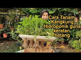Potong botol bekas air mineral bekas menjadi 2 bagian (lihat gambar di bawah) lubangi sisi atas (daerah leher botol) untuk pemasangan sumbu serta aliran hawa. Diy Cara Tanam Kangkung Hidroponik Guna Keratan Batang Youtube