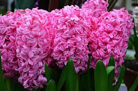 Hyacinth Pink Landscaper Special Bulb Flowers Plant Flower Bulbs Autumn Flowering Plants