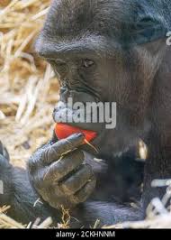 Danny schepers hi-res stock photography and images