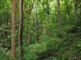 Great Smoky Mountains National Park Forest Floor Forest Forestry