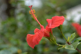 Image result for Hibiscus rhabdotospermus