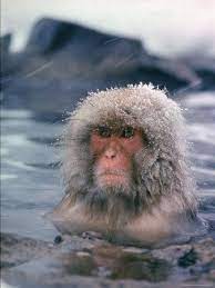 Japanese Macaque Snow Monkey Sitting In Waters Of Hot Spring In Shiga Mountains During A Snowfall Photographic Print Co Rentmeester Art Com Snow Monkey Japanese Macaque Life Magazine Covers