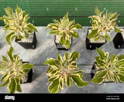 Image result for Kalanchoe latisepala