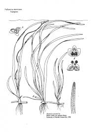 Center For Aquatic And Invasive Plants University Of Florida Ifas Choose from 60+ banana peel graphic resources and download in the form of png, eps, ai or psd. center for aquatic and invasive plants