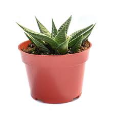 Image result for Haworthia limifolia