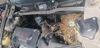 The sound usually occurs when a timing or serpentine belt in the engine becomes loose or damaged. Birds Nests In Your Cars Engine Hamilton Grimmer Motors Hamilton