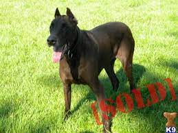 Canis Panther - Google Search Dogs American Staffordshire Bull Terrier Doggy