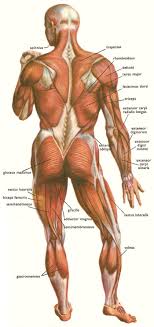 The trapezius and latissimus dorsi muscles connect the upper limb to the vertebral column. Skeletal Muscles And Muscle Groups Muscle Anatomy Body Muscle Anatomy Body Anatomy