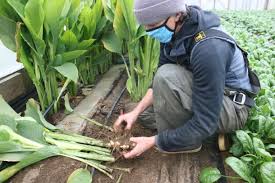 CSAs and direct farm sales have soared during the pandemic