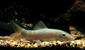 Image result for Kotschya stolonifera