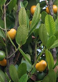 Image result for Garcinia punctata