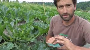 Vegetable gardening is a rewarding activity that can provide fresh, flavorful produce. Vegetable Breeding How To Cross Pollinating Courgettes Zucchinis Pumpkins Squash Youtube