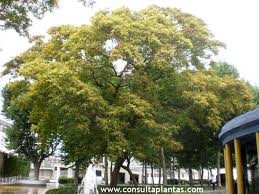 Image result for Tipuana