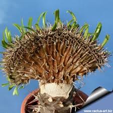 Image result for Parapodium costatum