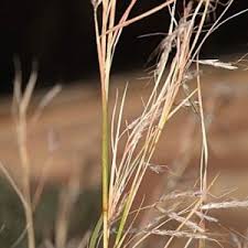 Image result for Hyparrhenia welwitschii