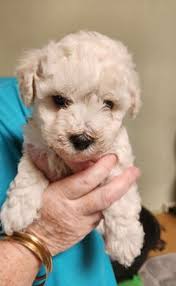 Bichon Frise Breeders