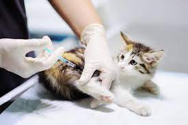 kedi asi takvimi guncel 2021 asi fiyatlari miyavliyo