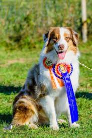 Detailed information on miniature australian shepherd, from health to temperment you will find the information you aliases: Ausstellung Arad 2017 Mystic Highlands Australian Shepherds