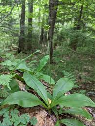 Image result for Lintonia nutans