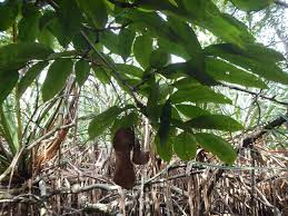 Image result for Crudia