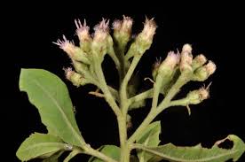 Image result for Pluchea dioscoridis