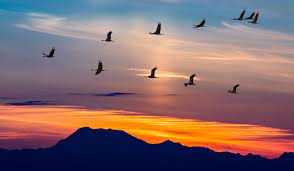 5 fascinating facts about migratory birds farmers almanac ucan kus kus gocmen kuslar